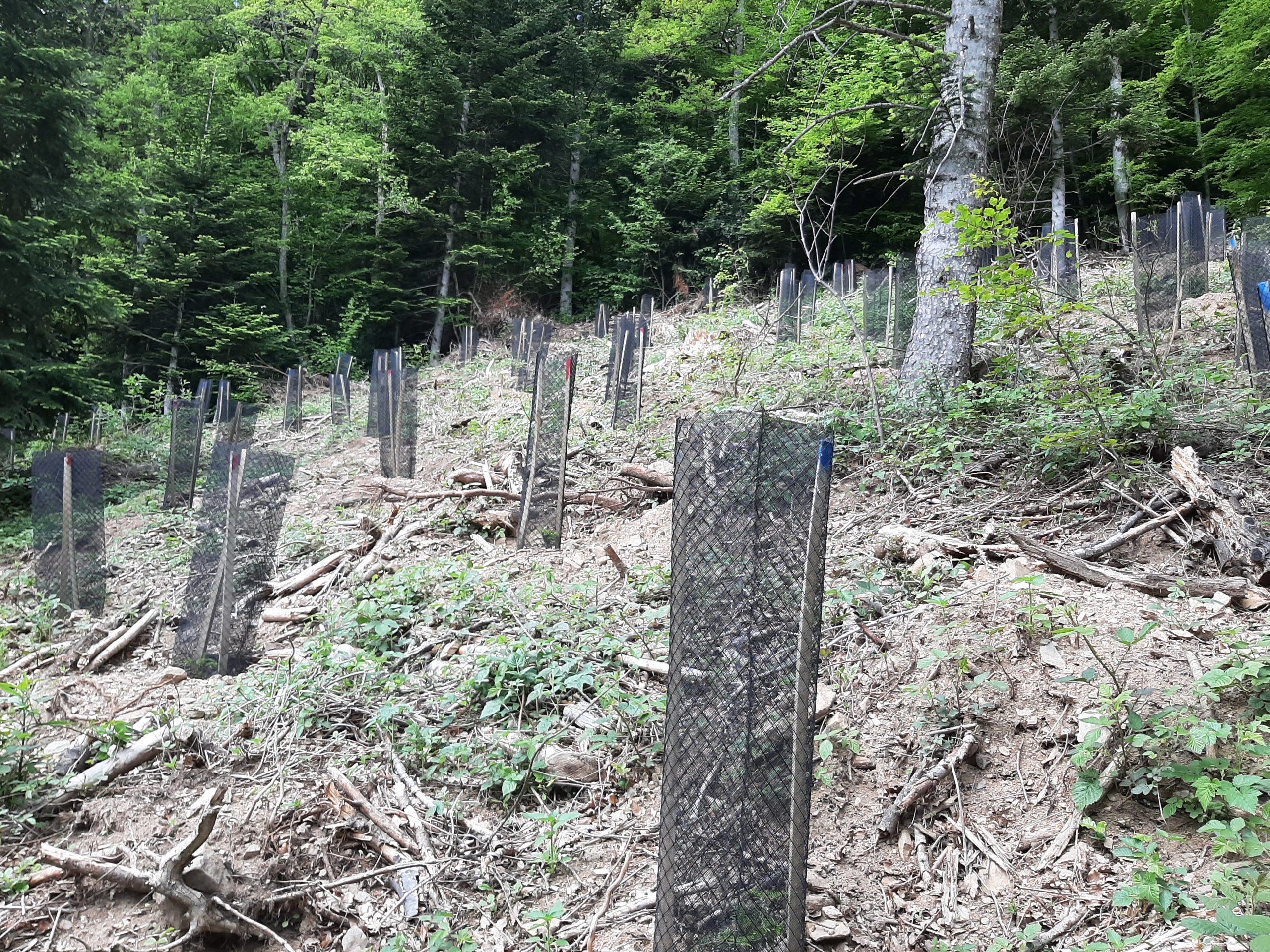 Quel rôle pour les forêts et la filière forêt-bois françaises dans  l'atténuation du changement climatique ?